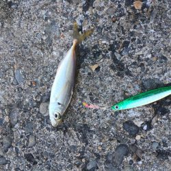 小さなアジばかり